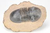 Corynexochid (Paralejurus) Trilobite - Lghaft, Morocco #208943-3